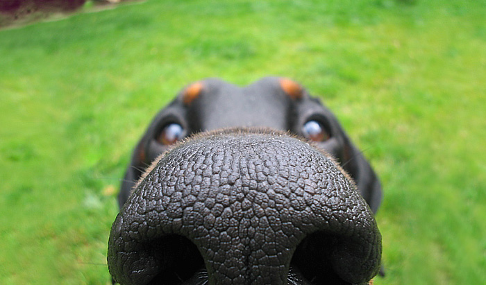 105 Nosy Dogs Who Want To Know What You’re Doing