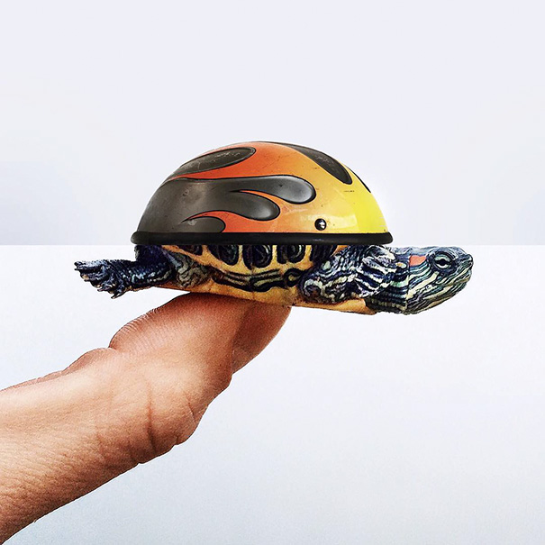 Helmet + Turtle