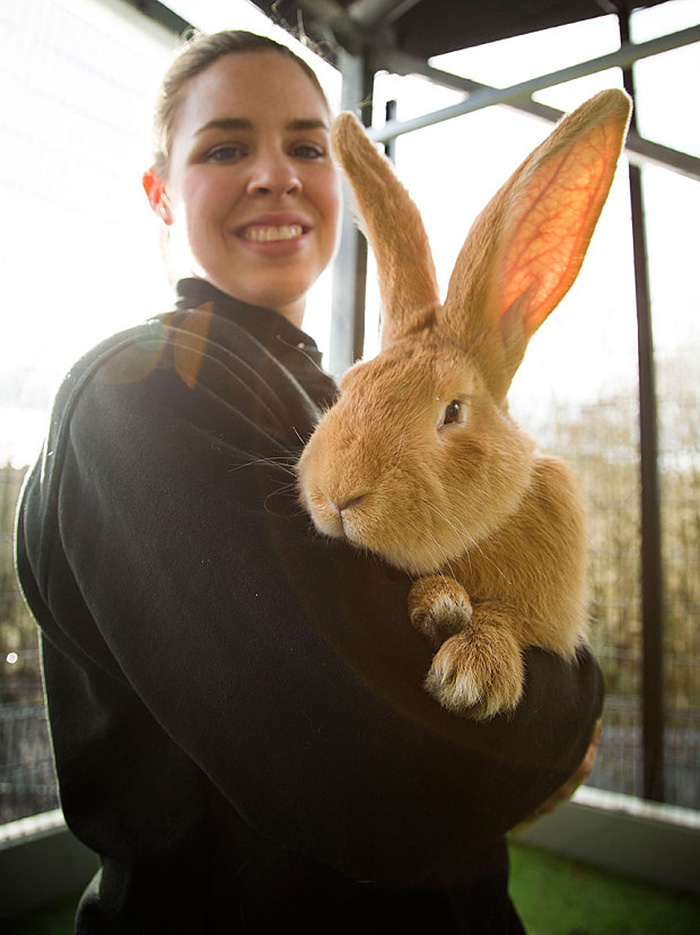 This Adorable Dog-Sized Rescue Rabbit Is Looking For A New Home