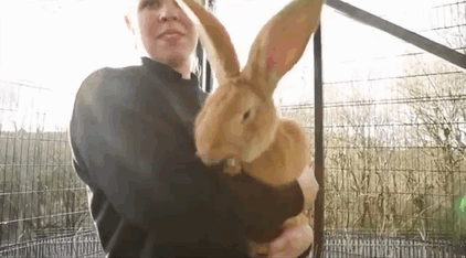 This Adorable Dog-Sized Rescue Rabbit Is Looking For A New Home