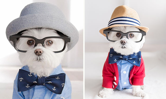 Meet Our Hipster Dog Toby, The Ryan Gosling Of Dogs