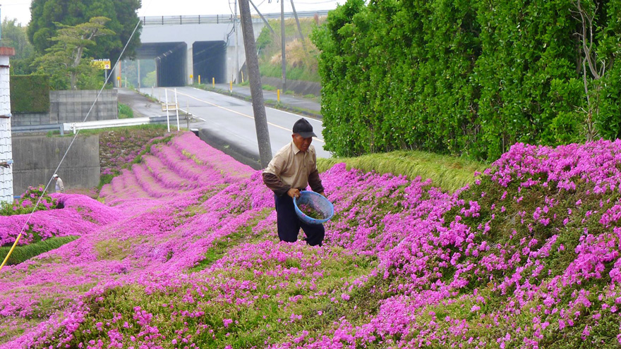 Loving Husband Spends 2 Years Planting Thousands Of Flowers For His Blind Wife To Smell