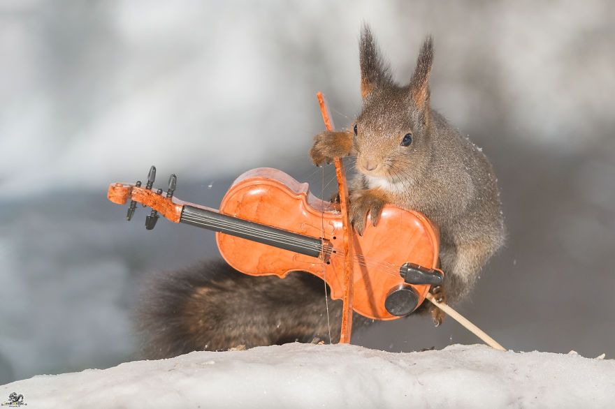 I Shoot Squirrels With Tiny Musical Instruments Through My Kitchen Window