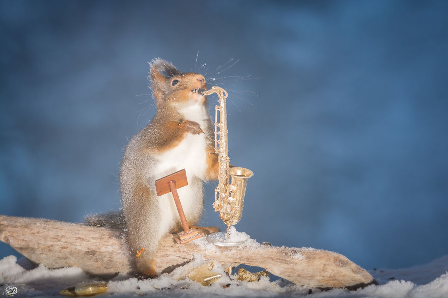 I Shoot Squirrels With Tiny Musical Instruments Through My Kitchen Window