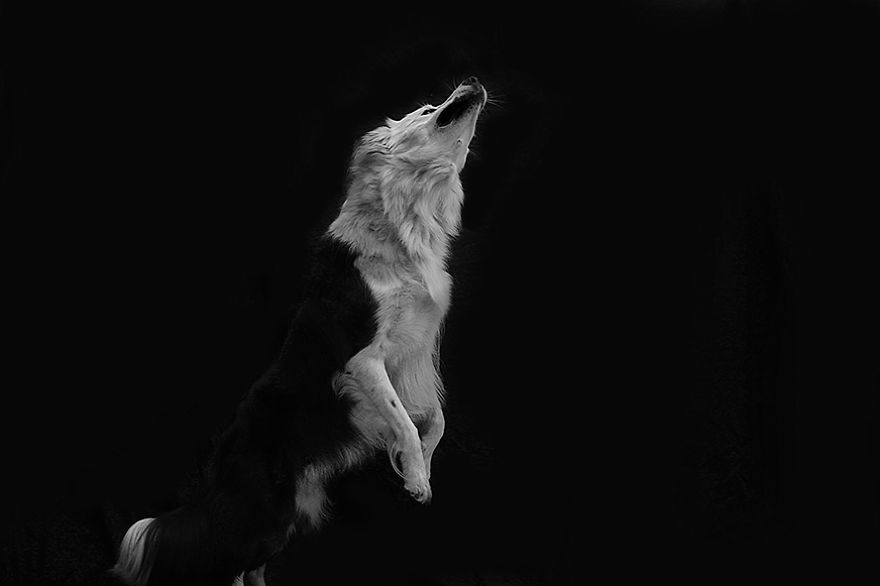 I Photograph The Natural Behaviour Of Dogs In Black And White