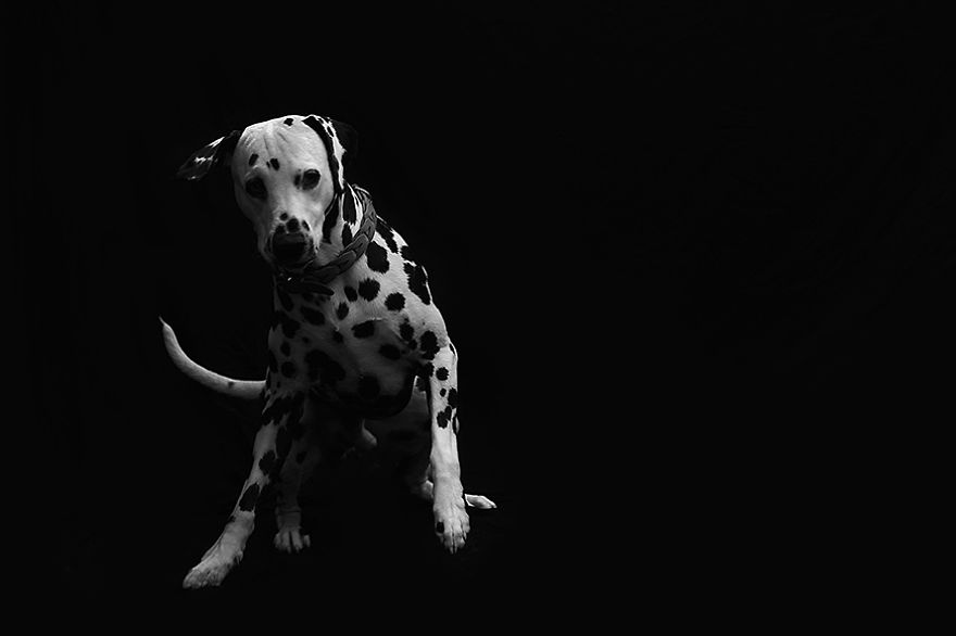 I Photograph The Natural Behaviour Of Dogs In Black And White
