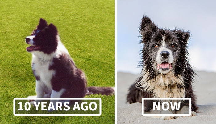 A Dog Who Vanished Without A Trace 7 Years Ago Finally Reappeared, And I Did His Photoshoot