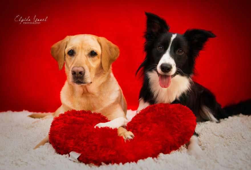 I Photographed My Labrador Lisa And Her Friends Muffin And Nefeli Celebrating Valentine's Day