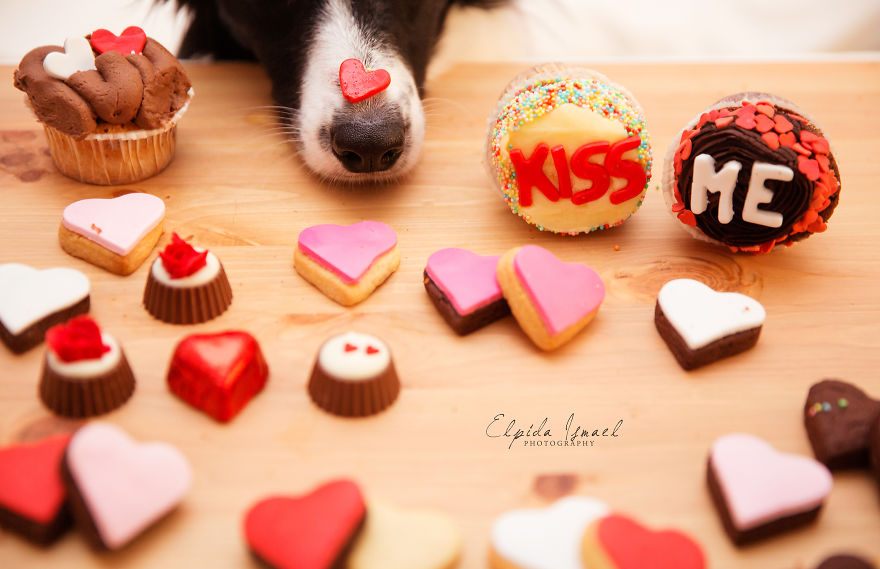 I Photographed My Labrador Lisa And Her Friends Muffin And Nefeli Celebrating Valentine's Day
