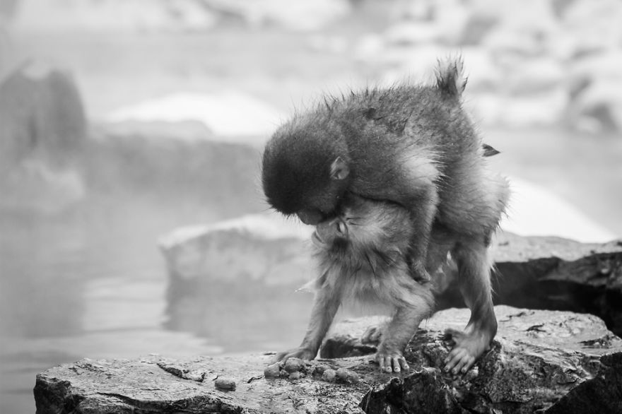 Little Snow Monkeys, Japan.