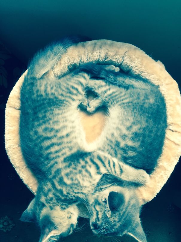 Kittens Make A Heart With Their Legs