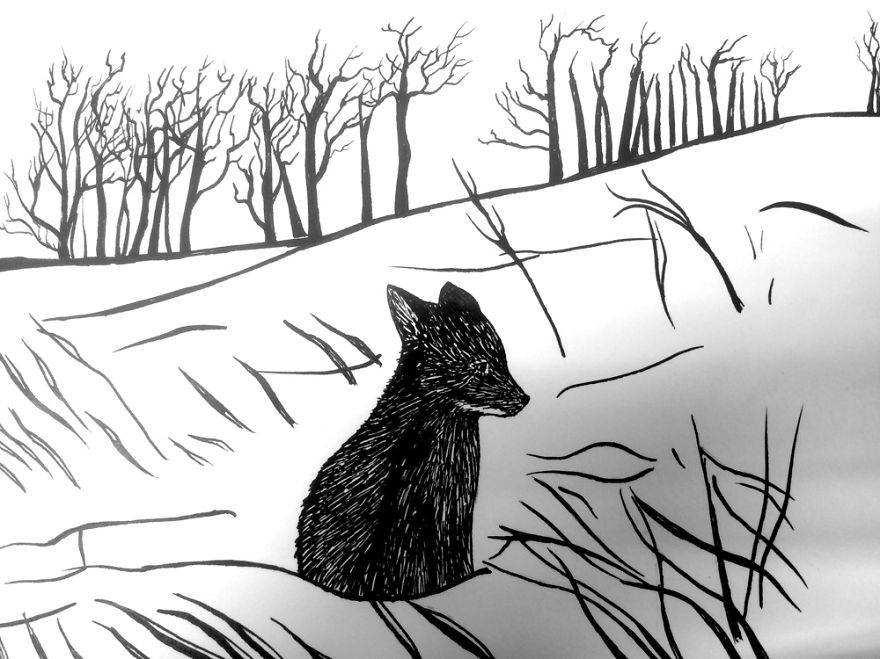 Baby Black Fox. Ink Illustration By Rasa Warg