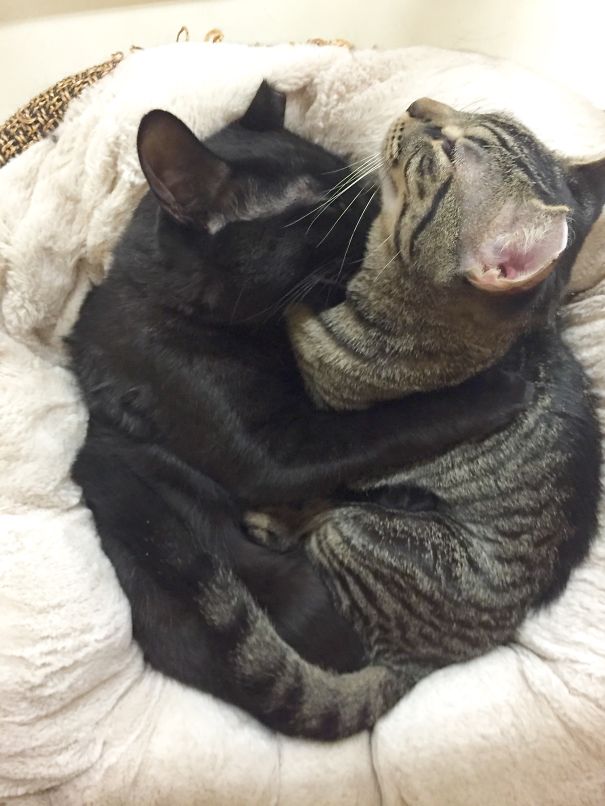 Brotherly Love (rescue Cats Looking For A Home)
