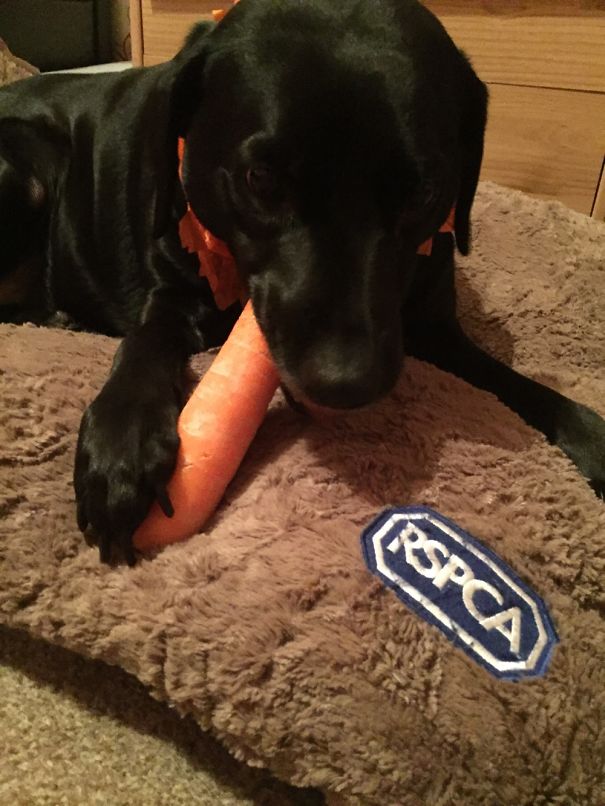 She Loves Her Some Carrot!