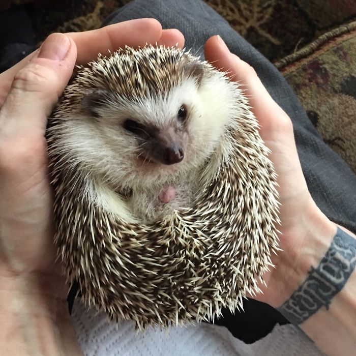 Prickly Hedgehog Ball Of Love!