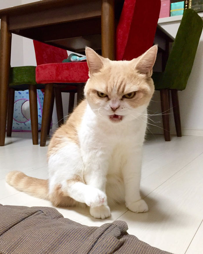japanese-grumpy-cat-angry-koyuki-moflicious-16