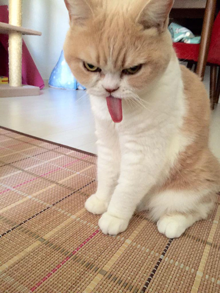 japanese-grumpy-cat-angry-koyuki-moflicious-21