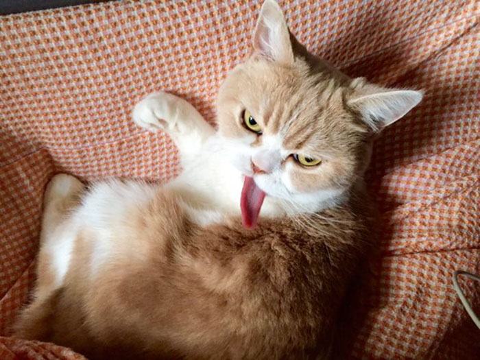 Meet Japanese Grumpy Cat, Who Is Even Grumpier Than The Original One