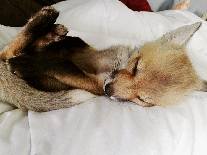 Meet Juniper, The Pet Fox Who's Basically An Orange Dog