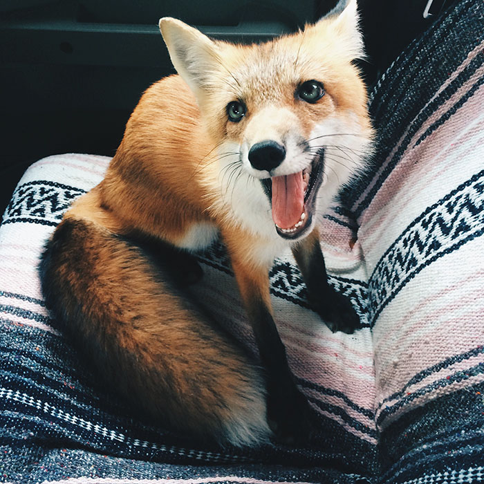 Meet Juniper, The Pet Fox Who's Basically An Orange Dog