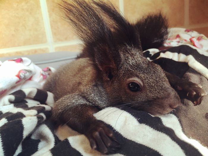 Meet My Little Squirrel Tuotuo
