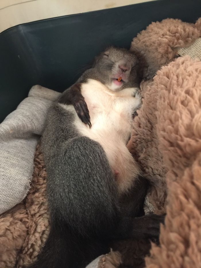 Meet My Little Squirrel Tuotuo