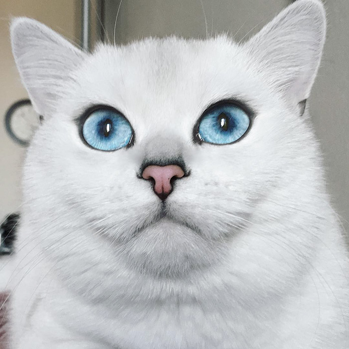 This Cat Has The Most Beautiful Eyes Ever