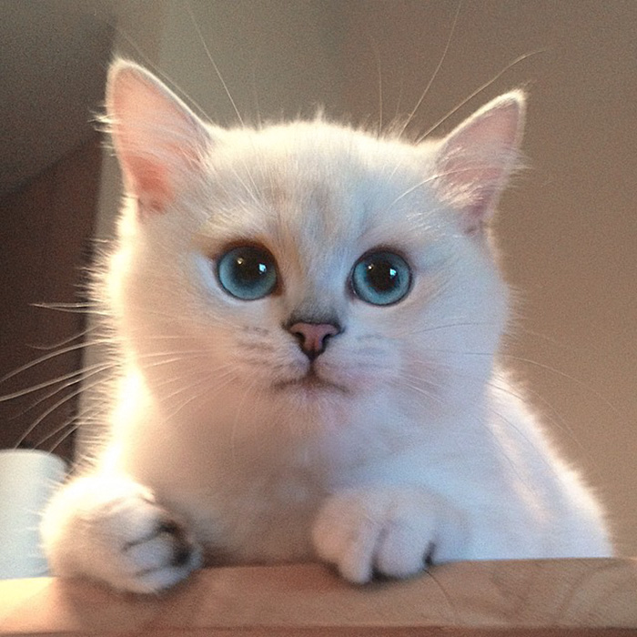 This Cat Has The Most Beautiful Eyes Ever