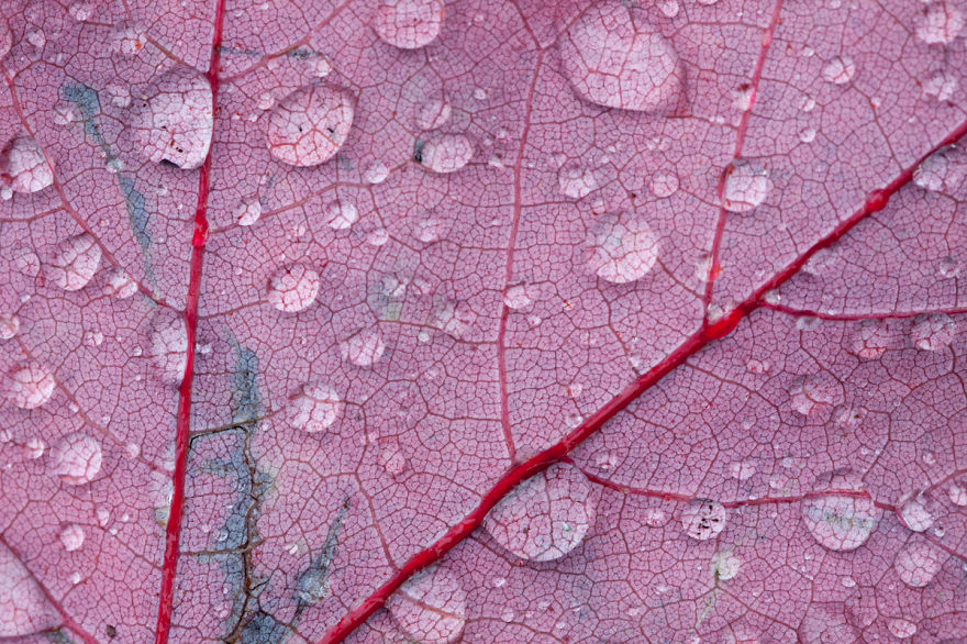 Nature's Texture