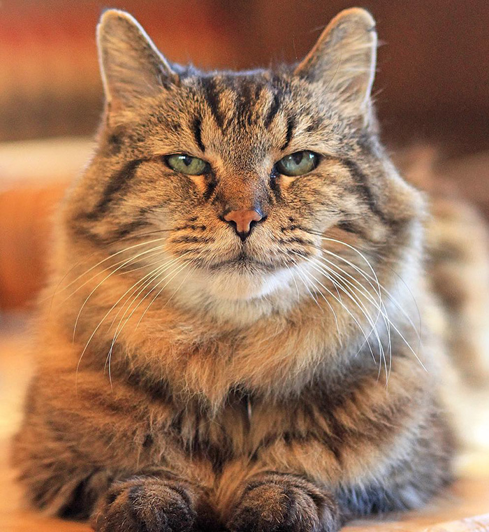 oldest-cat-living-guinness-world-records-corduroy-26