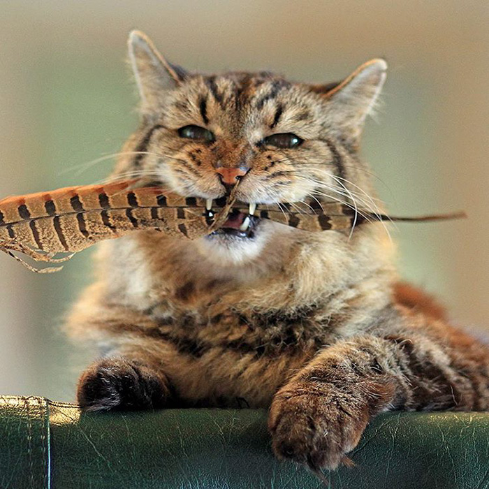 oldest-cat-living-guinness-world-records-corduroy-35
