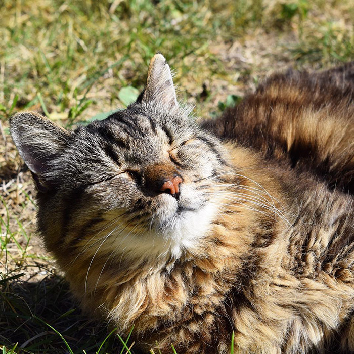 Meet The World's Oldest Cat Aged 26 Who Was Adopted From A Shelter
