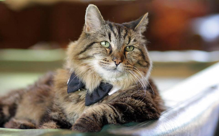 oldest-cat-living-guinness-world-records-corduroy-52