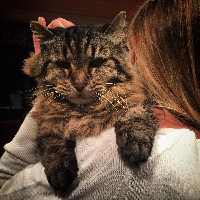 Meet The World's Oldest Cat Aged 26 Who Was Adopted From A Shelter