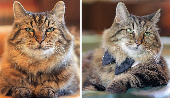 Meet The World’s Oldest Cat Aged 26 Who Was Adopted From A Shelter
