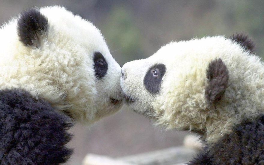 Pandas Kissing