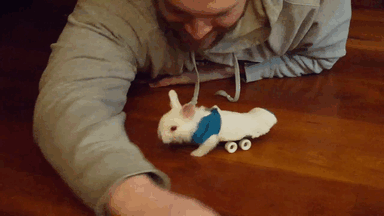 Paralyzed Bunny Gets A Tiny Skateboard Wheelchair To Move Around