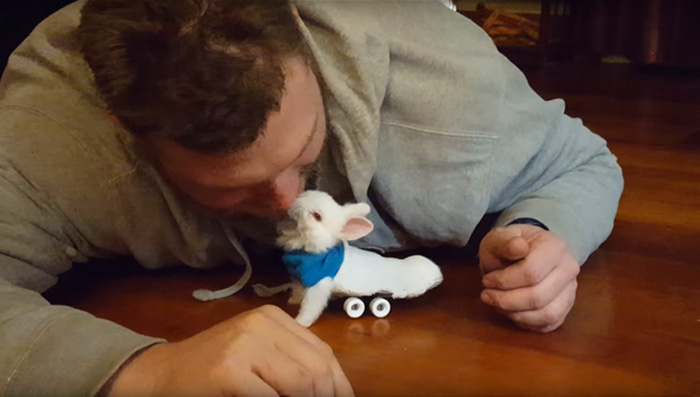 Paralyzed Bunny Gets A Tiny Skateboard Wheelchair To Move Around
