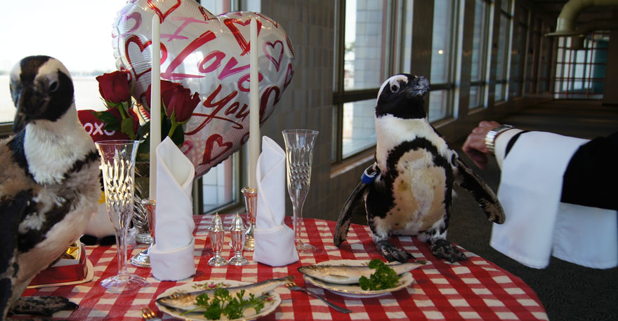 penguin-valentine-day-22nd-love-animal-couple-romantic-dinner-1