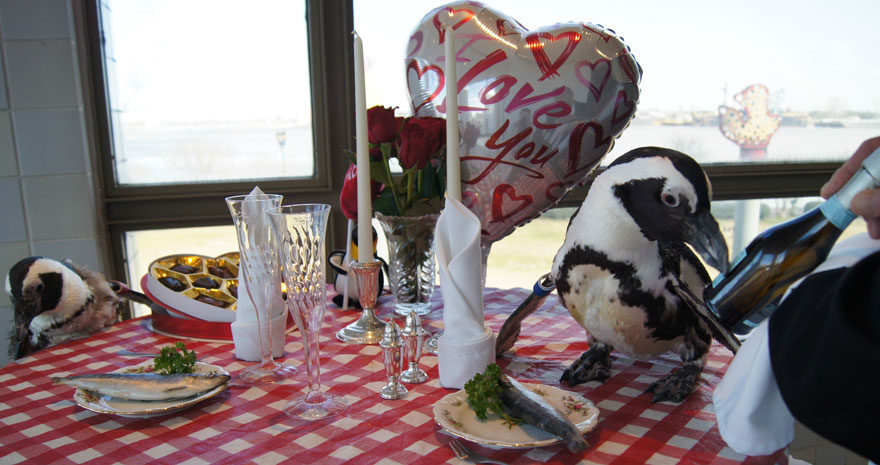 penguin-valentine-day-22nd-love-animal-couple-romantic-dinner-2