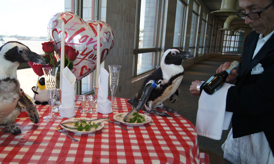 penguin-valentine-day-22nd-love-animal-couple-romantic-dinner-4