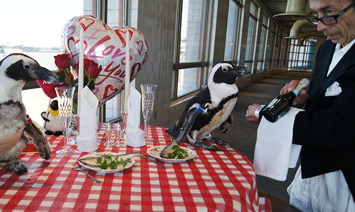 This Penguin Couple Just Celebrated Their 22nd Valentine’s Day