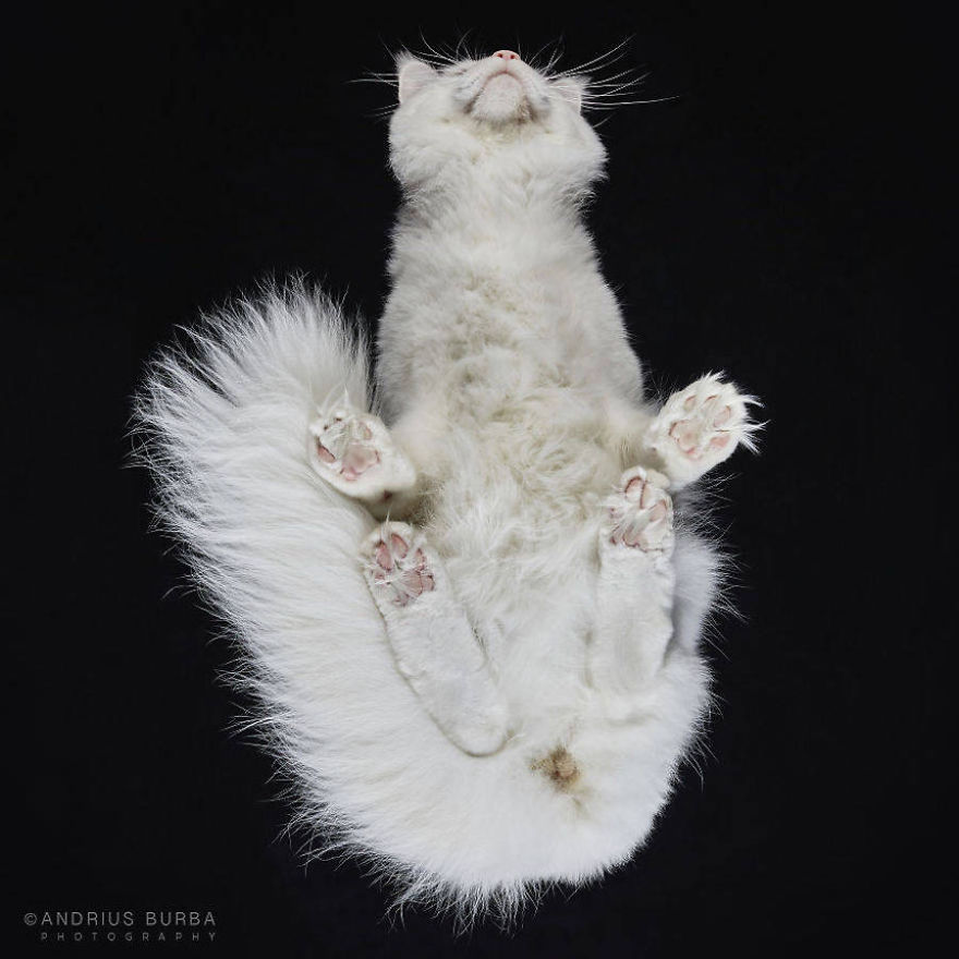 Pictures Of Cats From Underneath