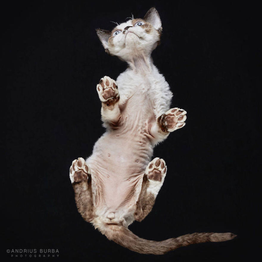 Pictures Of Cats From Underneath