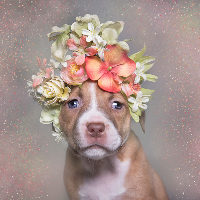 ‘Pit Bull Flower Power’ Already Found Homes For 51 Pits (New Pics)