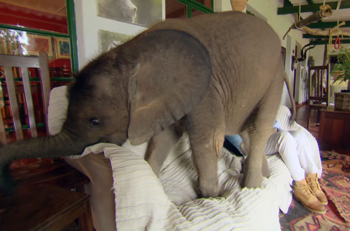 Baby Elephant Can’t Stop Following Her Rescuer After Being Saved From Death