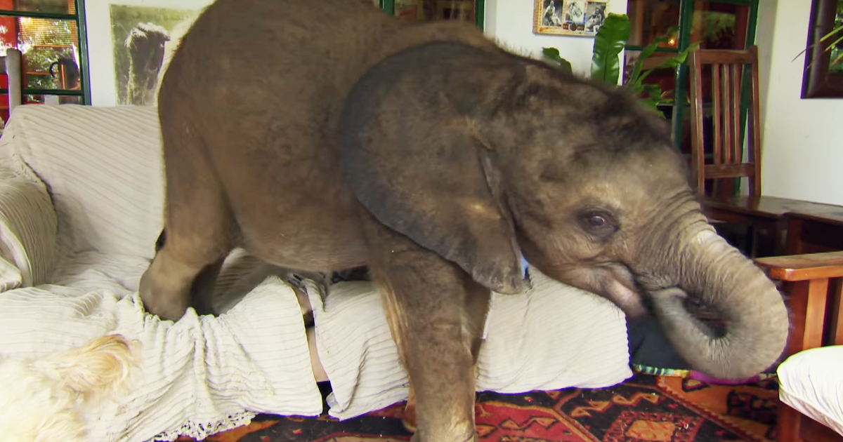 Baby Elephant Can'T Stop Following Her Rescuer After Being Saved From Death  | Bored Panda