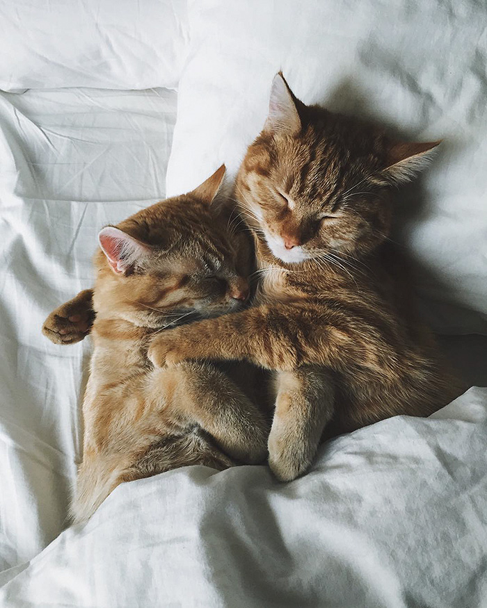 rescue-cats-inseparable-brothers-ginger-anyagrapes-12