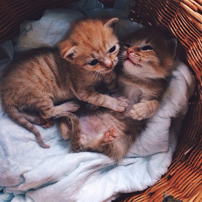 Two Ginger Brothers Found in Garden Are Inseparable From Day 1