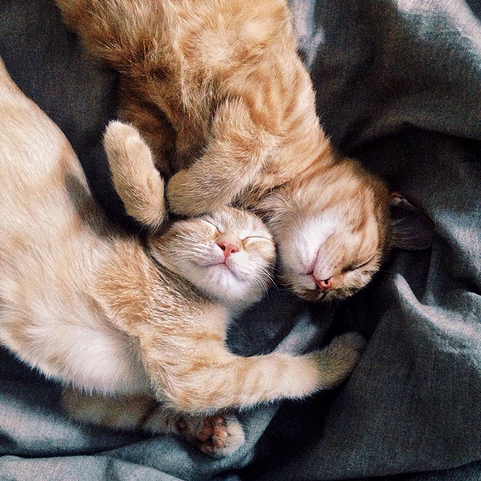 Two Ginger Brothers Found in Garden Are Inseparable From Day 1